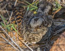 Eastern Whip-poor-will Eastern Whip-poor-will