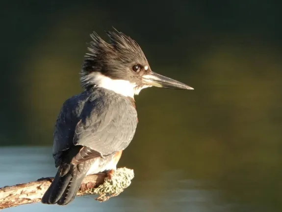 Belted Kingfisher, October 2025. Photo by Ron McAdow.
