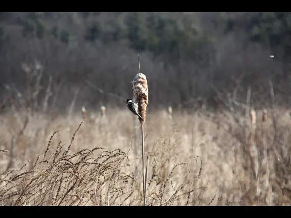 A black-capped chickadee at Bolton Flats in Bolton, photographed by Jon Turner.