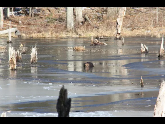 A beaver in Bolton, photographed by Jon Turner.