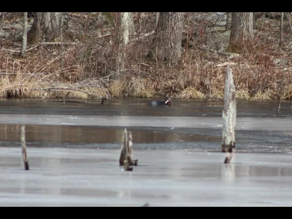 A river otter in Bolton, photographed by Jon Turner.