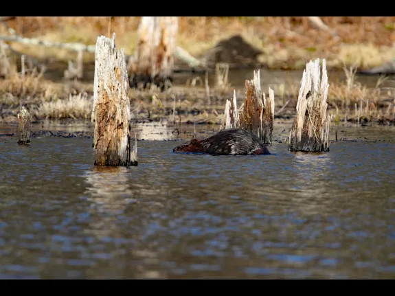 A beaver in Bolton, photographed by Jon Turner.