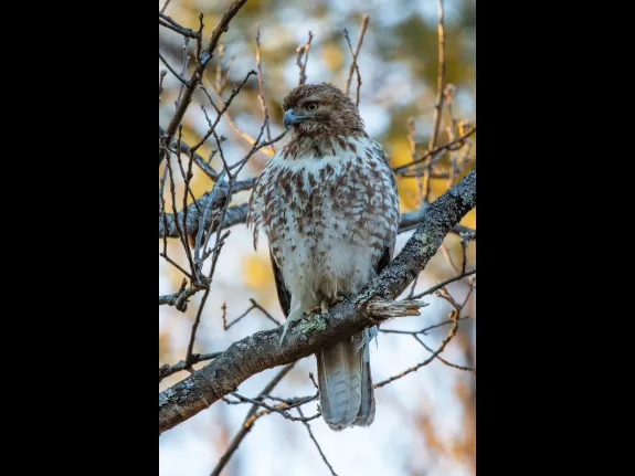 A red-tailed hawk in Stow, photographed by Guy Washburn.