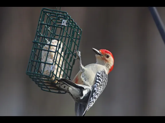 A red-bellied woodpecker in Bolton, photographed by Jon Turner.