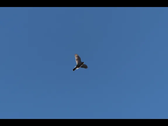A Cooper's hawk in Bolton, photographed by Jon Turner.