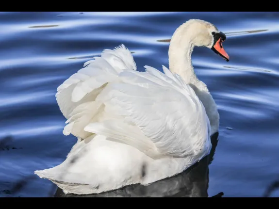 A mute swan in Grafton, photographed by Stacey Bourque.