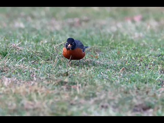 An American robin in Bolton, photographed by Jon Turner.