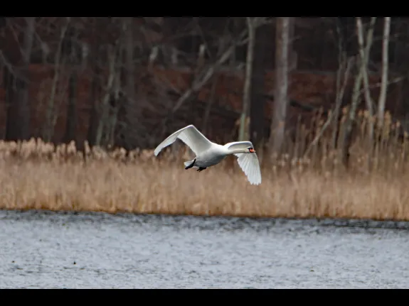 A mute swan at Delaney WMA in Stow, photographed by Jon Turner.