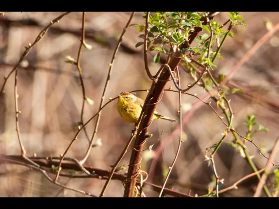 A palm warbler in Bolton, photographed by Jon Turner.