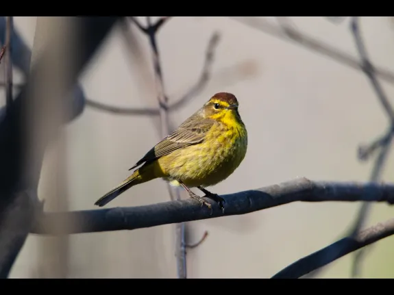A palm warbler in Bolton, photographed by Jon Turner.