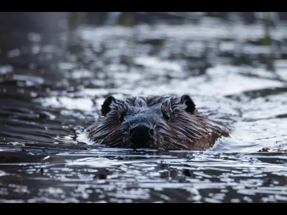 A beaver in Bolton, photographed by Jon Turner.