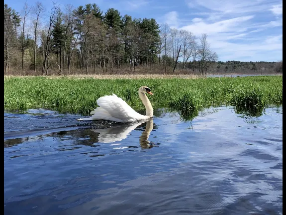 A mute swan on the Assabet River in Stow, photographed by Melissa Bergman.