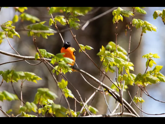 A Baltimore oriole in Bolton, photographed by Jon Turner.