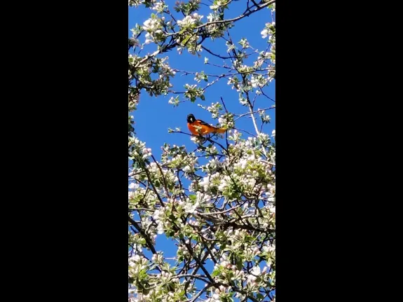 A Baltimore oriole in Stow, photographed by Ruth Kennedy Sudduth.
