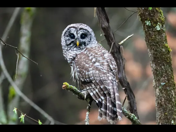 A barred owl in Stow, photographed by Jon Turner.