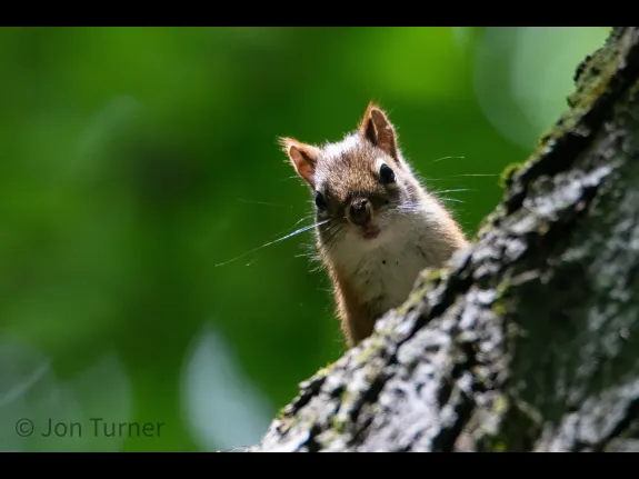 A red squirrel in Bolton, photographed by Jon Turner.