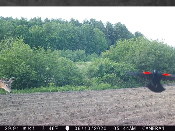 A white-tailed deer and a red-winged blackbird in Stow, photographed with an automatically triggered wildlife camera by Steve Cumming.
