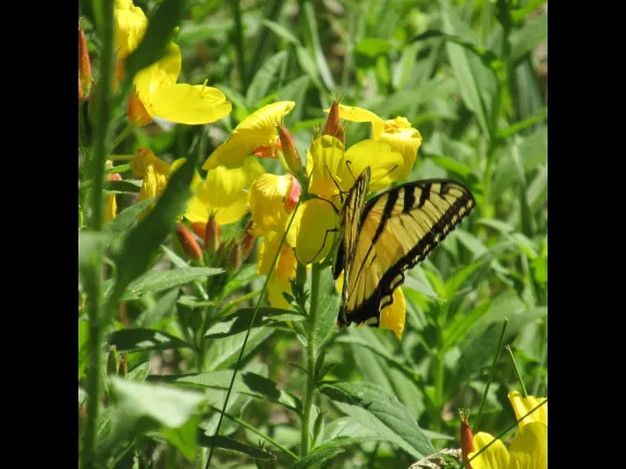 An eastern tiger swallowtail in Stow, photographed by Laura Reiner.