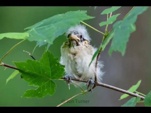 A rose-breasted grosbeak in Bolton, photographed by Jon Turner.