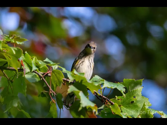 A yellow-rumped warbler in Bolton, photographed by Jon Turner.