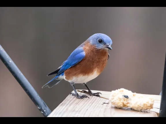 An eastern bluebird in Bolton, photographed by Jon Turner.