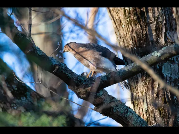 A Cooper's hawk in Bolton, photographed by Jon Turner.