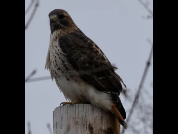A red-tailed hawk in Stow, photographed by Sharon Tentarelli.