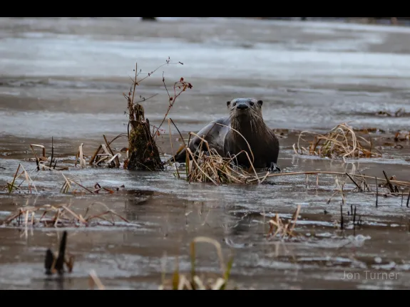 A river otter in Bolton, photographed by Jon Turner.