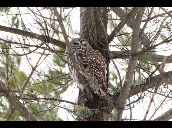 A barred owl in Bolton, photographed by Jon Turner.