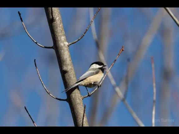 A black-capped chickadee in Bolton, photographed by Jon Turner.