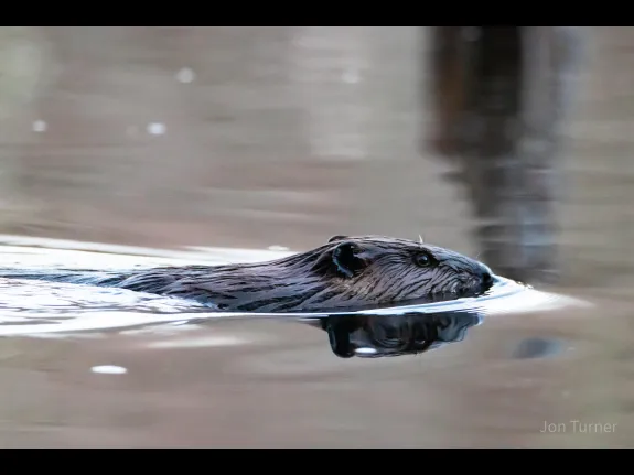 A beaver in Bolton, photographed by Jon Turner.