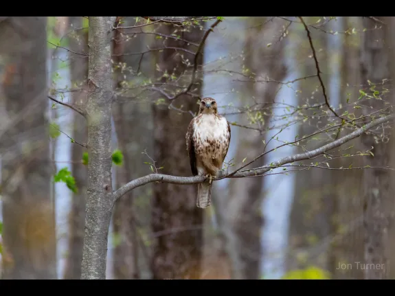 A red-tailed hawk in Bolton, photographed by Jon Turner.