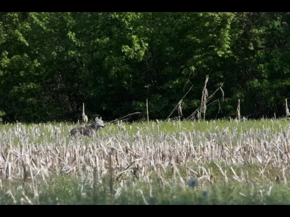 A coyote in Bolton, photographed by Gail Sartori.
