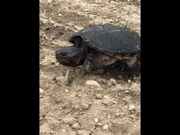 A snapping turtle in Stow, photographed by Steve Cumming.