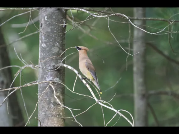 A cedar waxwing in Stow, photographed by Gail Sartori.