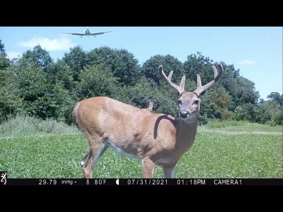 White-tailed deer in Stow, photographed with an automatically triggered wildlife camera by Steve Cumming.