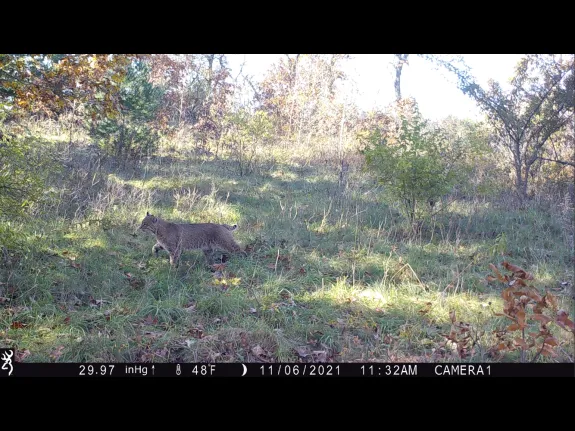 A bobcat in Bolton, photographed with an automatically triggered wildlife camera by Steve Cumming.