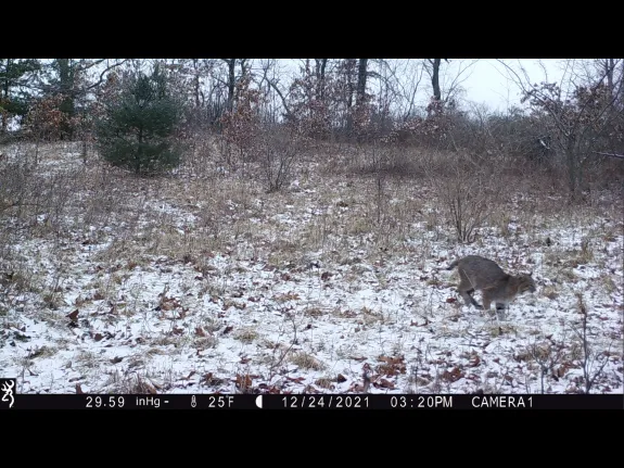 A bobcat in Bolton, photographed with an automatically triggered wildlife camera by Steve Cumming.