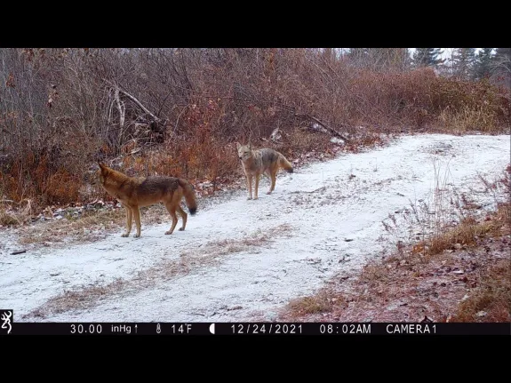 Coyotes in Stow, photographed with and automatically triggered wildlife camera by Steve Cumming.