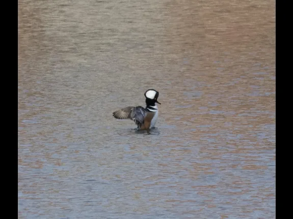 A hooded merganser in Stow, photographed by Gail Sartori.