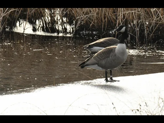 Canada geese in Stow, photographed by Gail Sartori.