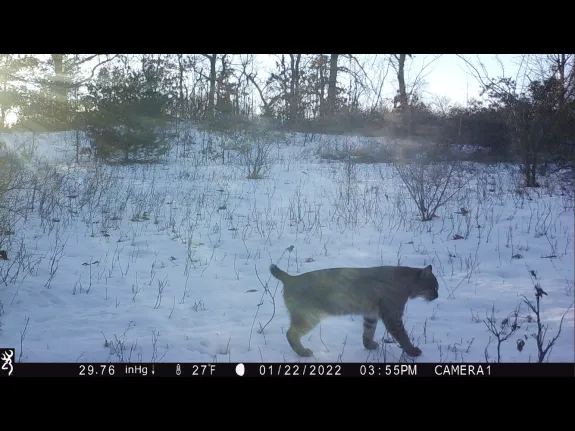 A bobcat in Bolton, photographed with an automatically triggered wildlife camera by Steve Cumming.