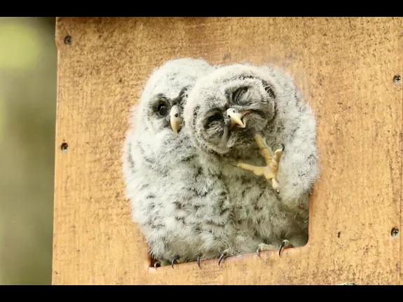 Barred owl nestlings in Bolton, photographed by Russ Place.
