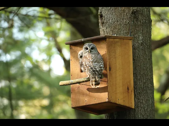 Barred owls in Bolton, photographed by Russ Place.