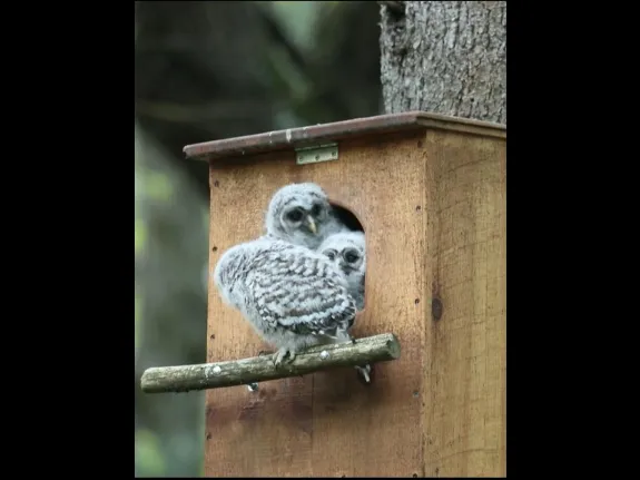 Barred owl nestlings in Bolton, photographed by Russ Place.