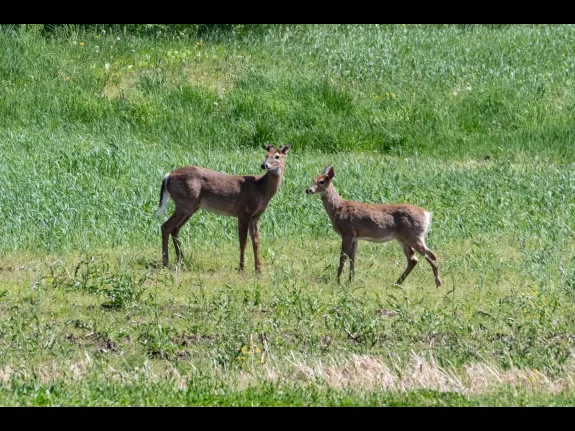 White-tailed deer in Bolton, photographed by Jon Turner.