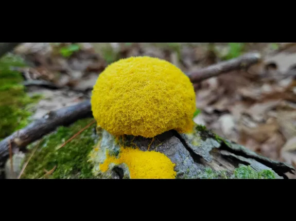 Slime mold at the Acton Arboretum, photographed by William Watt.