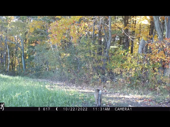 A bobcat in Bolton, photographed with an automatically triggered wildlife camera by Steve Cumming.