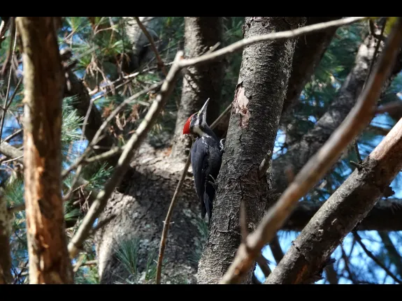 A pileated woodpecker along the Boroughs Loop Trail in Marlborough, photographed by Victoria Holland.