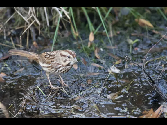 A song sparrow at SVT's Donald CR in Acton, photographed by Gail Sartori.